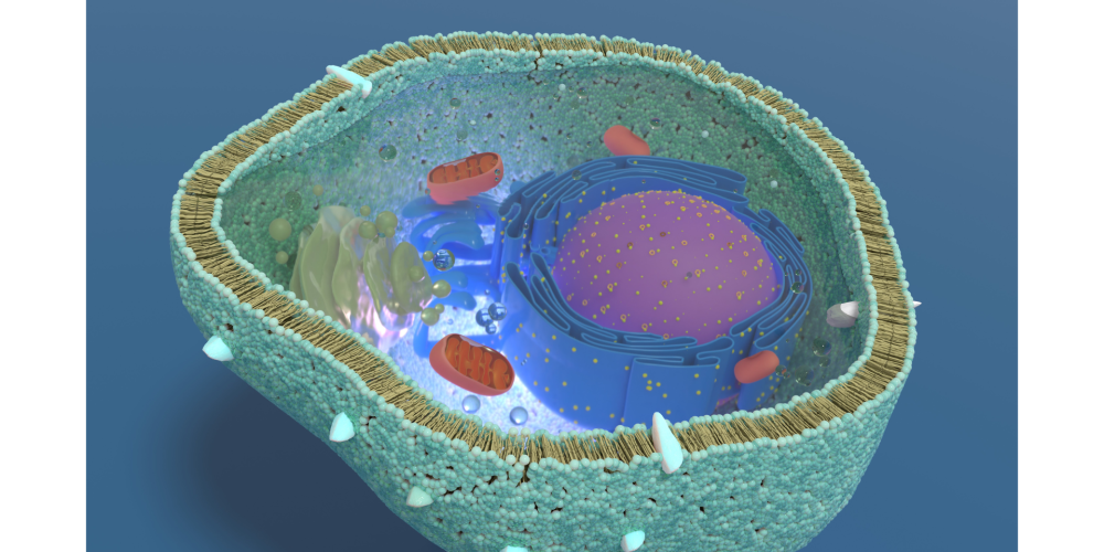 Mitochondrien
