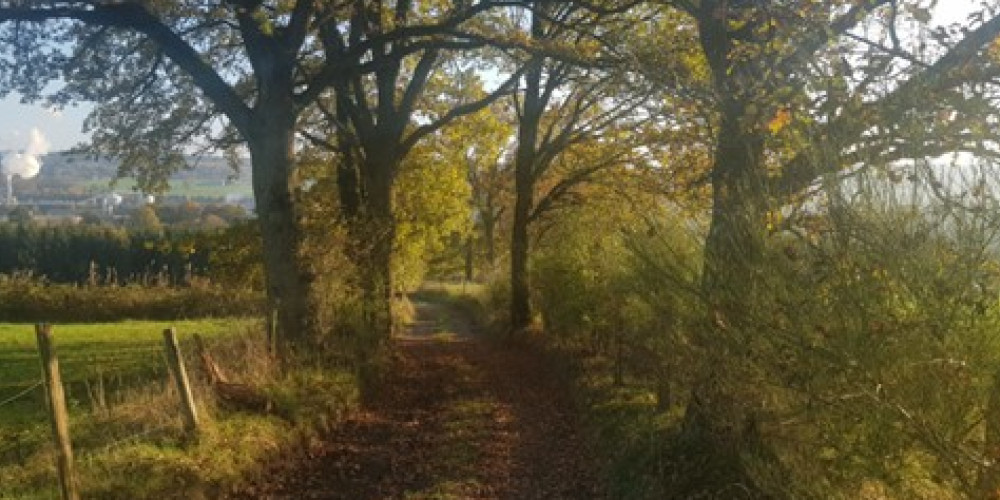 weg in het bos